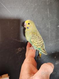 Cocorite allevate a mano