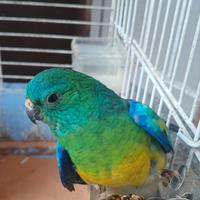 Pappagallo