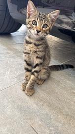 Gattino di 3 mesi