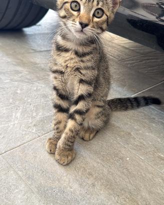 Gattino di 3 mesi