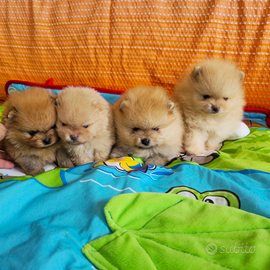 Cuccioli di Pomerania con pedigree enci