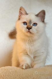 Cuccioli gatto Sacro di Birmania 