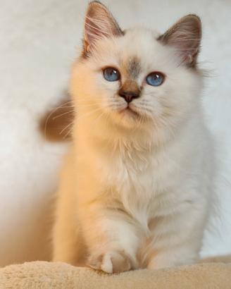 Cuccioli gatto Sacro di Birmania 