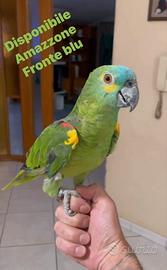 Amazzone fronte blu