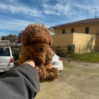 Barboncino mini mini toy