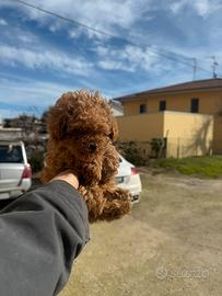 Barboncino mini mini toy