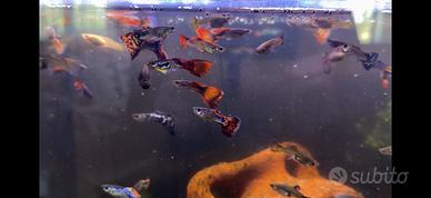 GUPPY Fantail Mix Maschi 2 EURO - Femmine 5 EURO