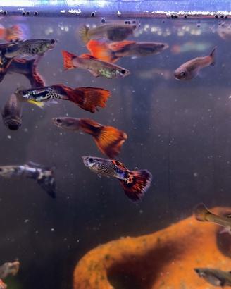 GUPPY Fantail Mix Maschi 2 EURO - Femmine 5 EURO