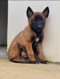 Cuccioli Pastore Belga Malinois Pedigree ENCI