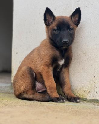 Pastore Belga Malinois Pedigree ENCI