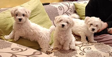 Cuccioli Bichon Frise