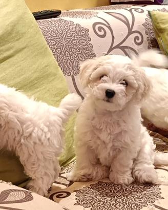 Cuccioli Bichon Frise