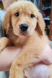 Cuccioli golden retriever