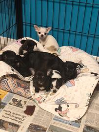 Chihuahua cuccioli