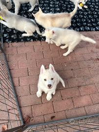 Cuccioli dí siberian Husky con pedigree