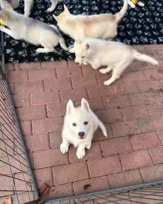 Cuccioli dí siberian Husky con pedigree