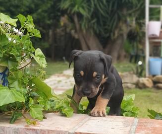 Pitbull tricolor