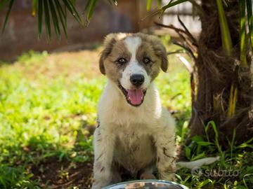 Cucciolo Border collie/Pastore australiano