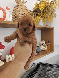 Cuccioli di barboncino Toy Red 