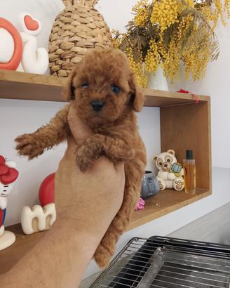 Cuccioli di barboncino Toy Red 