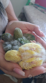 Pulli d' inseparabili allevati a mano