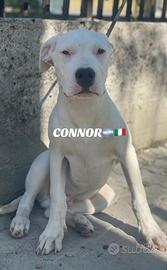 ULTIMO Cucciolo