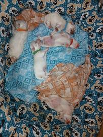Cuccioli di maltese casalinghi .🏡 