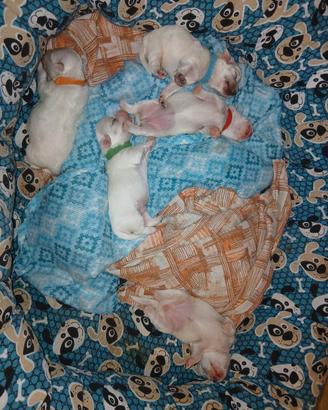 Cuccioli di maltese casalinghi .🏡 