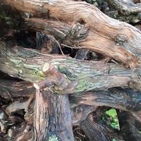 Legna di vigna per cucinare alla brace