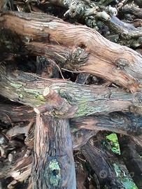 Legna di vigna per cucinare alla brace