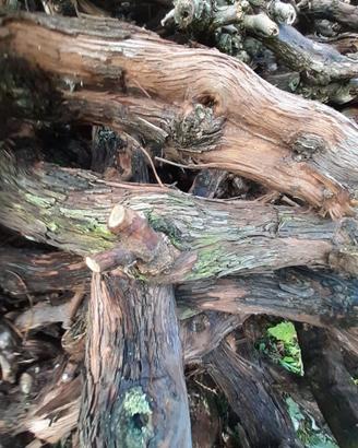 Legna di vigna per cucinare alla brace