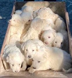 Cuccioli Pastore Maremmano