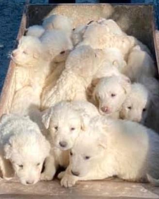 Cuccioli Pastore Maremmano