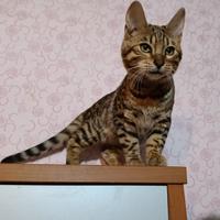 Cucciolo Bengala maschio