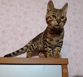 Cucciolo Bengala maschio