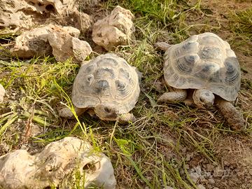 Testudo horsfieldii