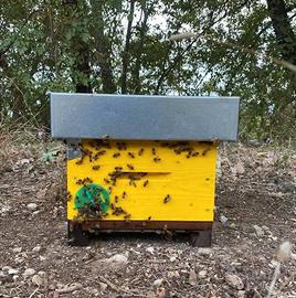 Arnia di fecondazione per api regine (Parisine) - Accessori per animali In  vendita a Salerno