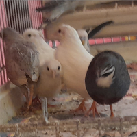 Quaglie cinesi