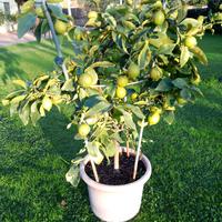 Piante di agrumi in vaso