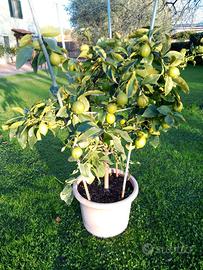 Piante di agrumi in vaso