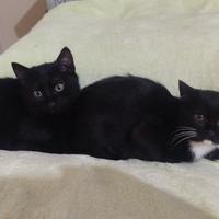 Juanita e pepito, 4 mesi, b/nera e nero