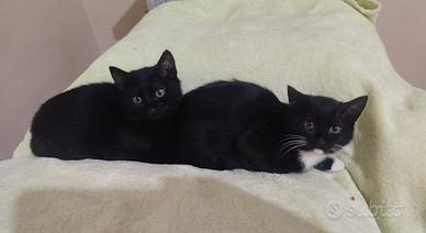 Juanita e pepito, 4 mesi, b/nera e nero