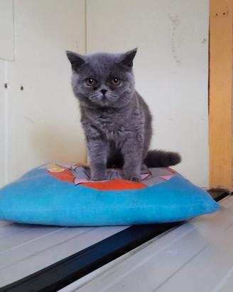 British Blu Cuccioli