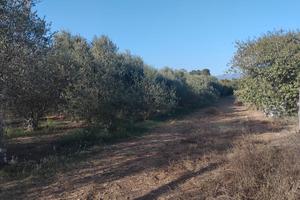 Terreno Agricolo Recintato con Ulivi a SESTU