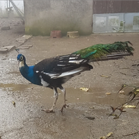 Pavone arlecchino nigripennis