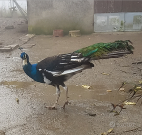 Pavone arlecchino nigripennis