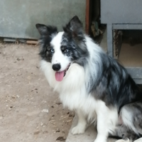 Border collie maschio