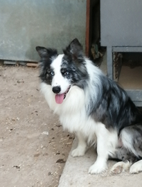 Border collie maschio