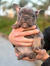 Cucciola blu tan carrier Isabella