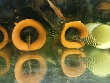 Hypancistrus L333 pesci fondo acquario